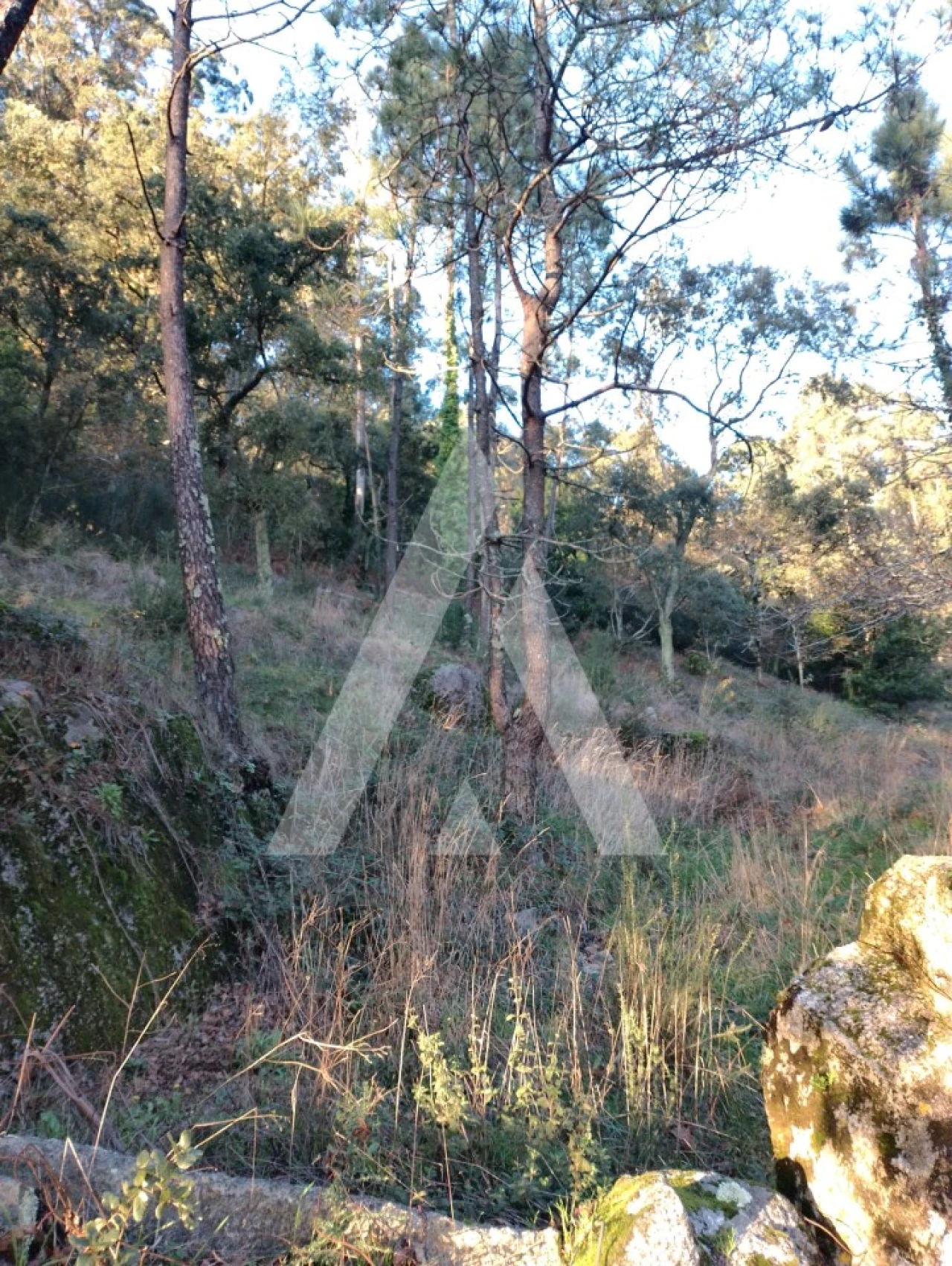 Terreno para Venda em Santa Maria Maior e Monserrate e Meadela Foto 3
