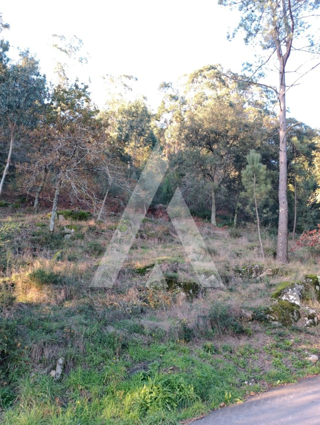 Terreno para Venda em Santa Maria Maior e Monserrate e Meadela Foto 4