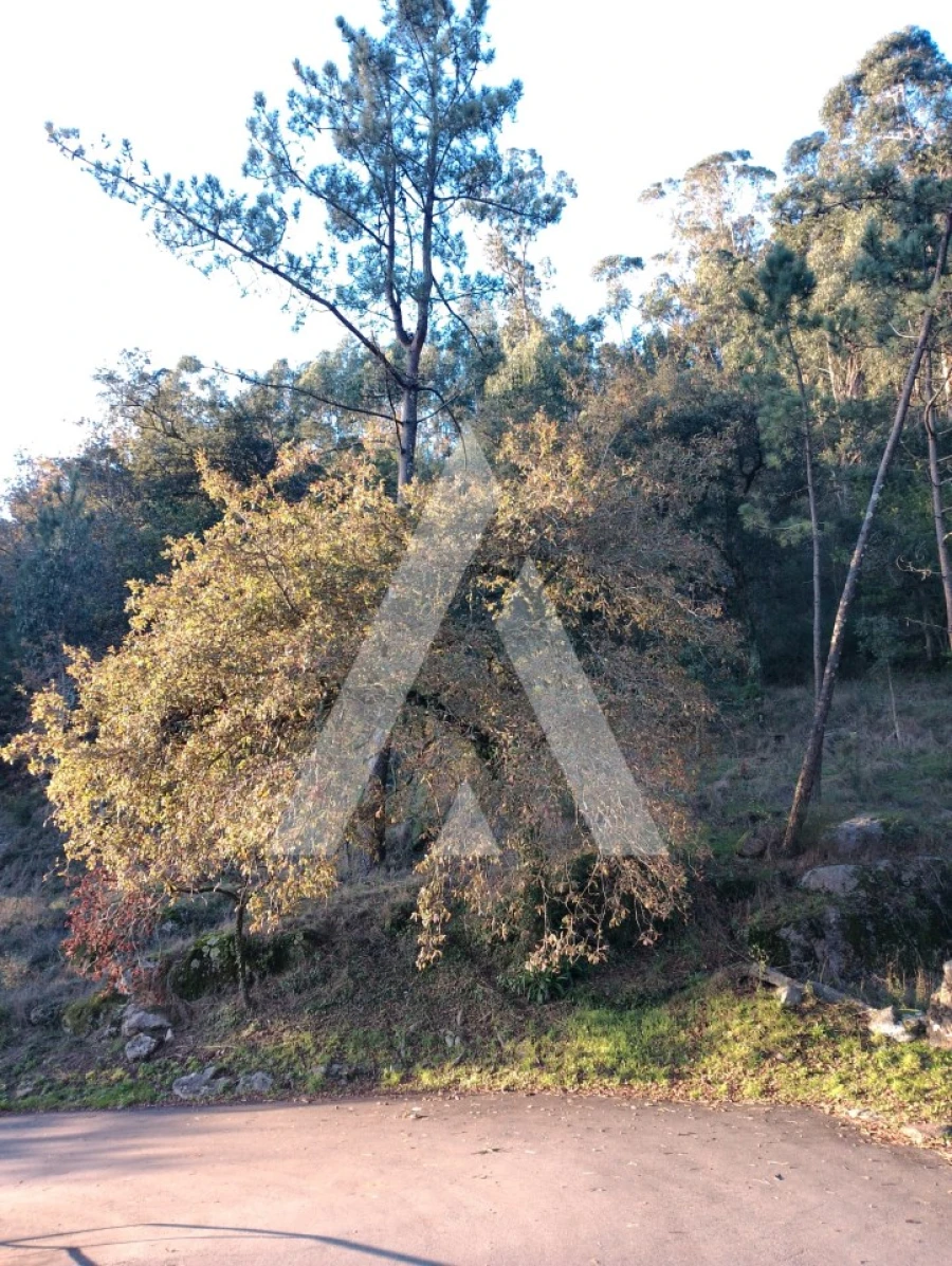 Terreno para Venda em Santa Maria Maior e Monserrate e Meadela