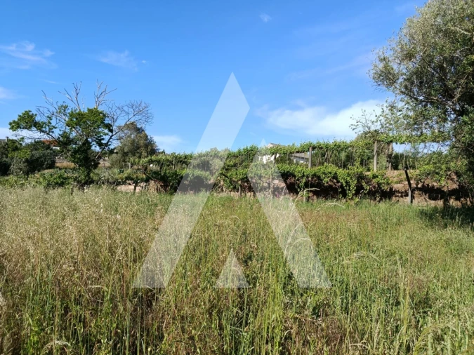 Terreno para Venda em Ribeira Foto 12