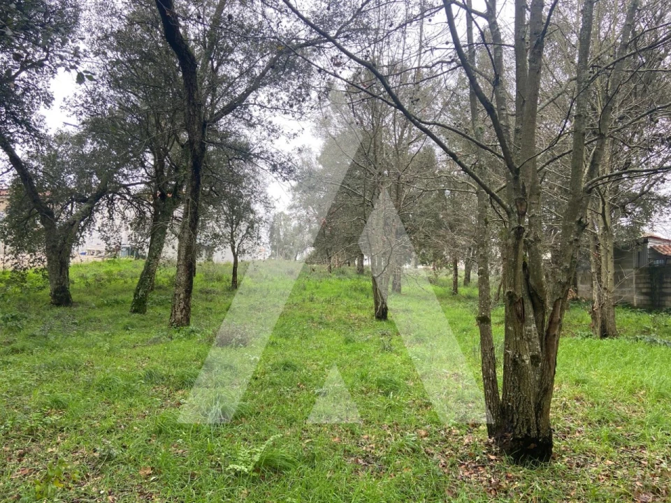 Terreno para Venda em Fermentelos Foto 4