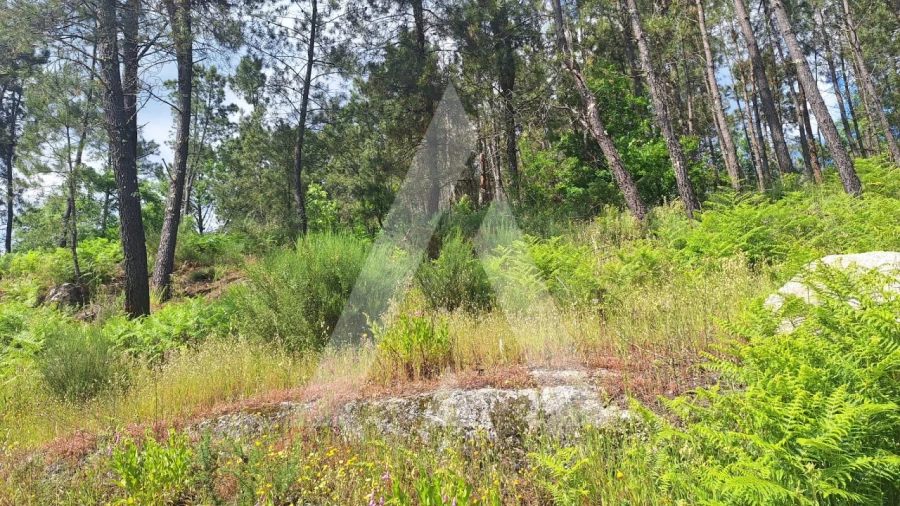 Terreno para Venda em Povolide Foto 2