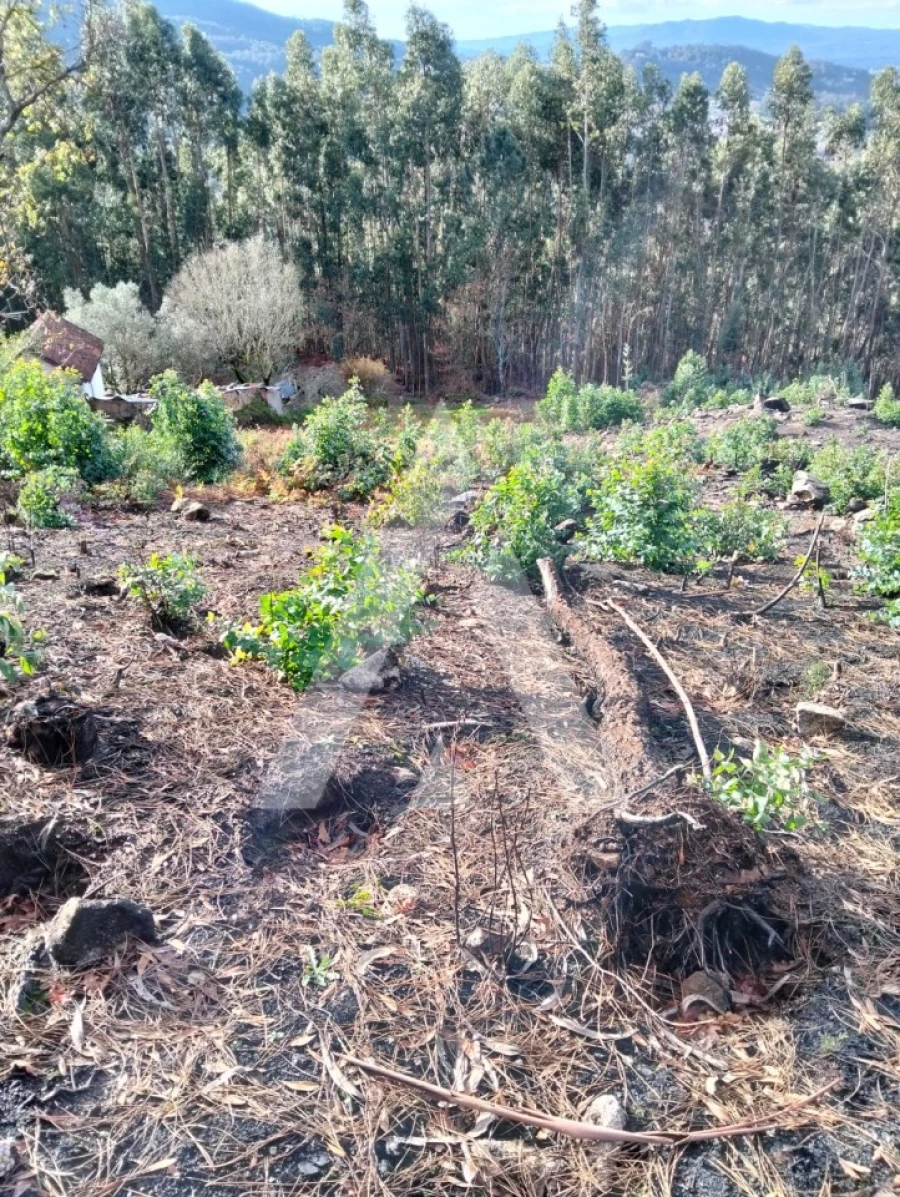 Terreno para Venda em Facha Foto 12