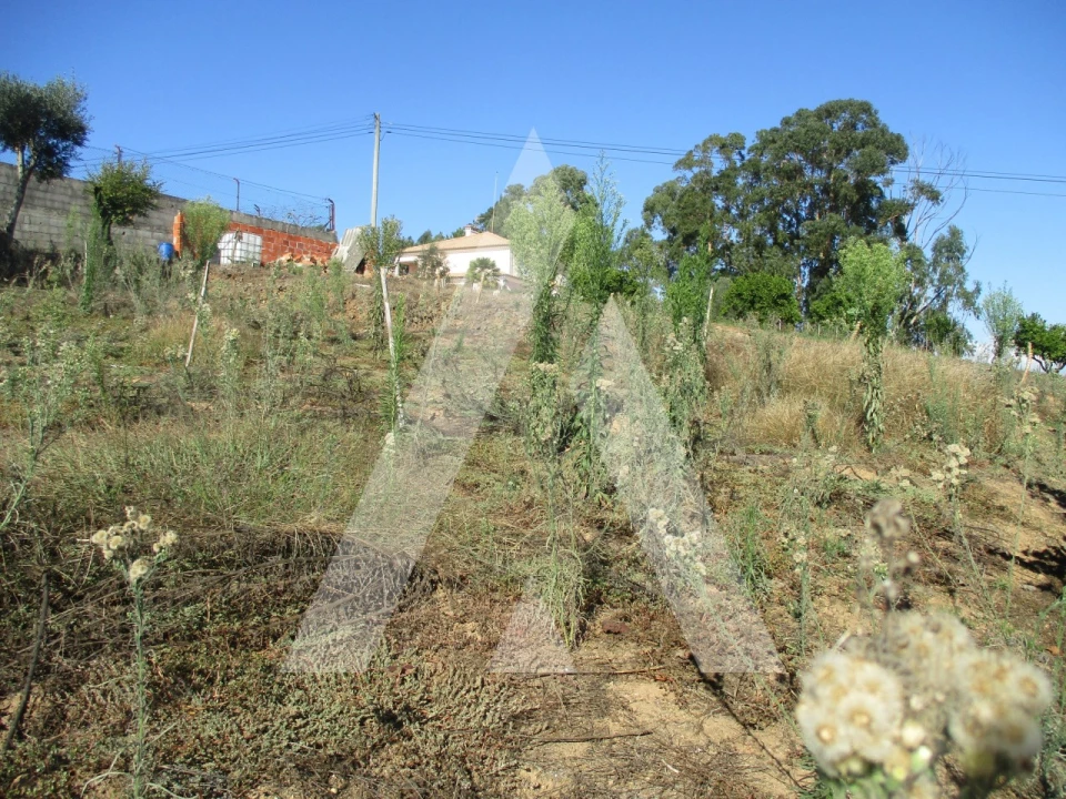 Terreno para Venda em Oiã Foto 4