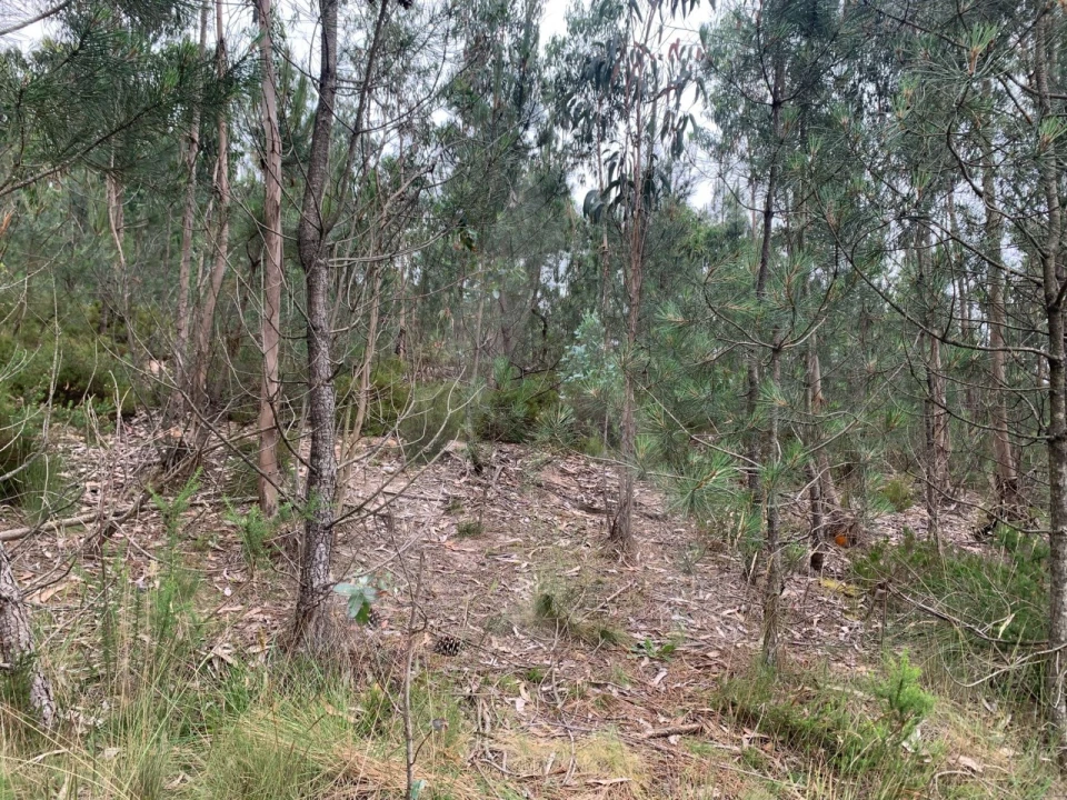 Terreno para Venda em Esgueira Foto 5