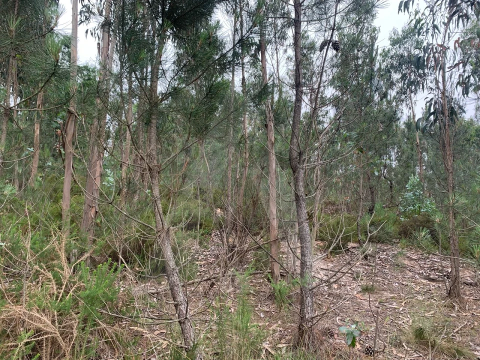 Terreno para Venda em Esgueira Foto 6