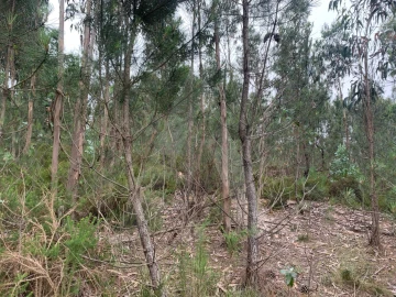Terreno para Venda em Esgueira