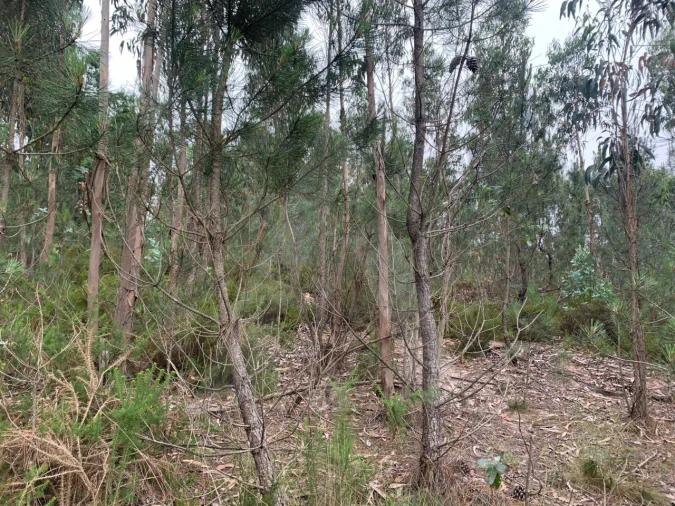 Terreno para Venda em Esgueira Foto 6