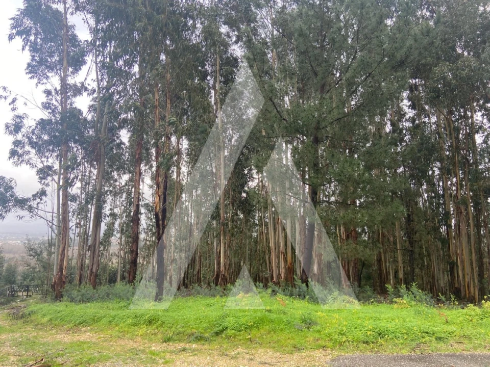 Terreno para Venda em Sangalhos Foto 2