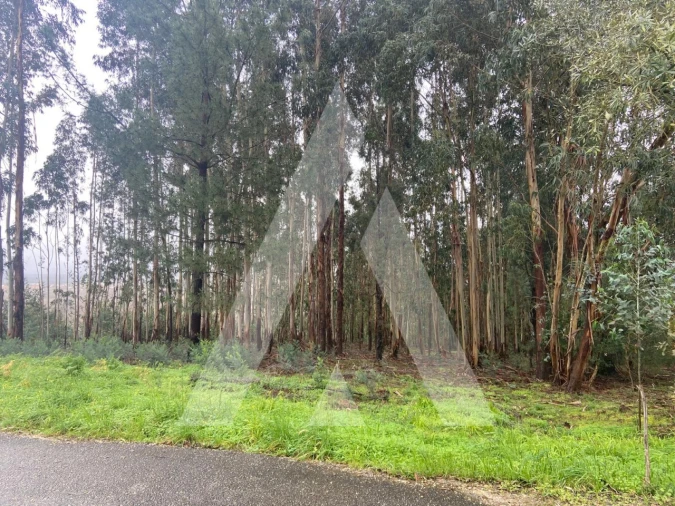 Terreno para Venda em Sangalhos Foto 3