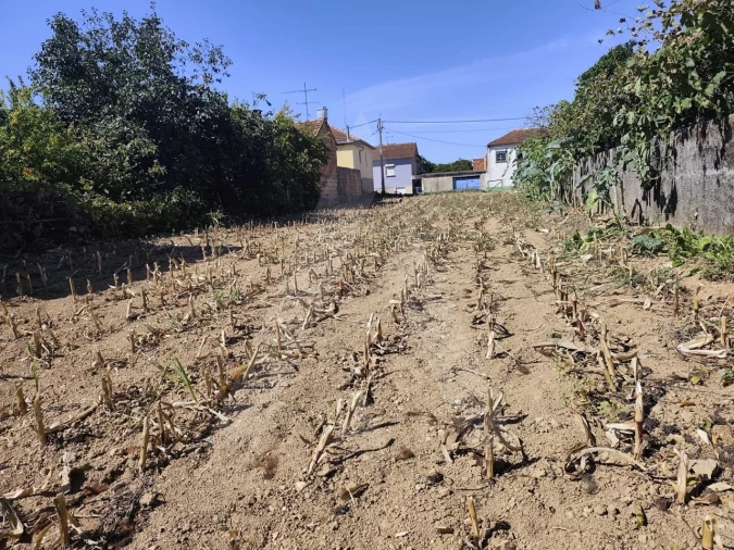 Terreno para Venda em Águeda e Borralha Foto 5