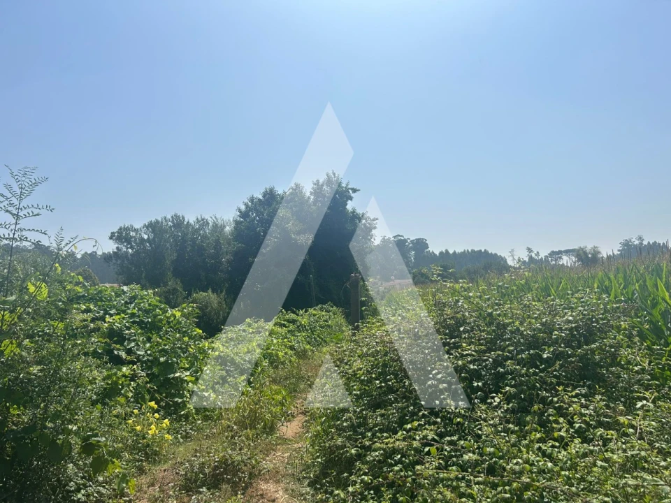 Terreno para Venda em Campo e Sobrado Foto 5