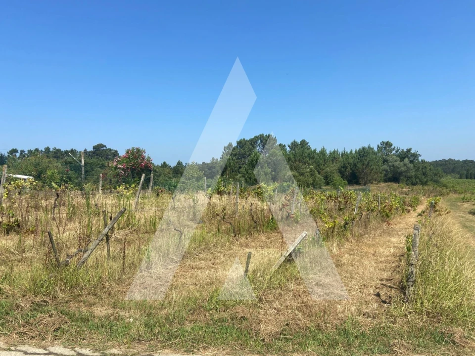 Terreno para Venda em São Lourenço do Bairro Foto 5