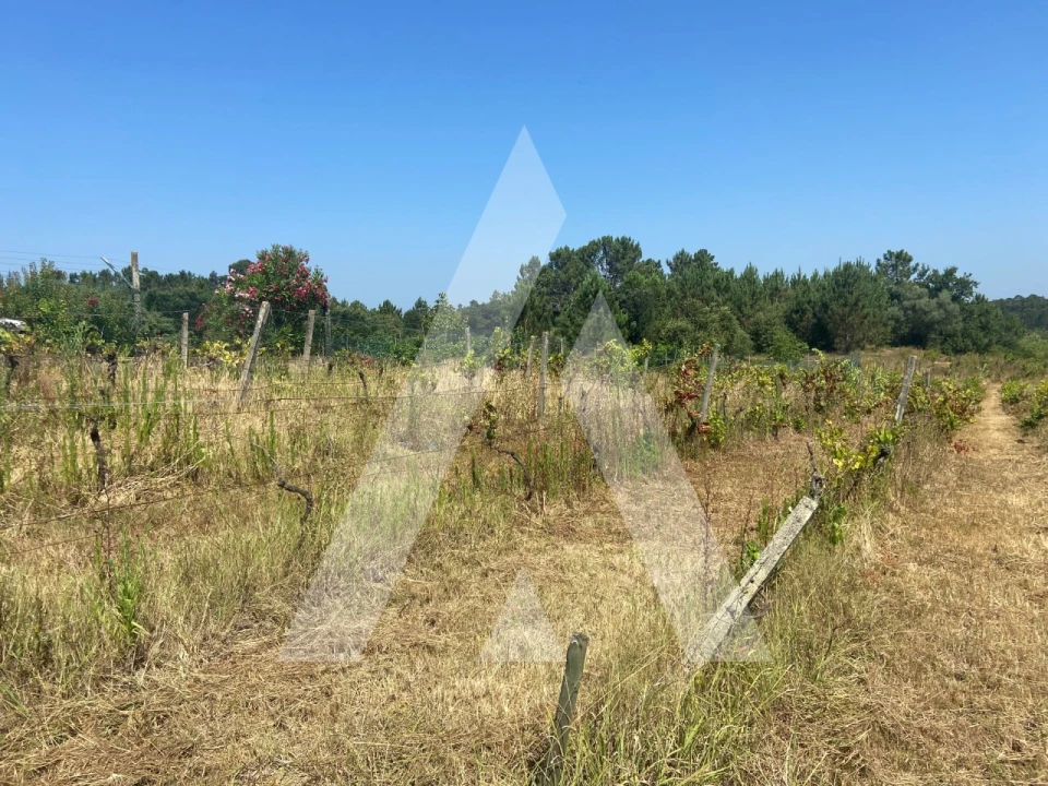 Terreno para Venda em São Lourenço do Bairro Foto 4