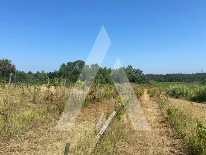 Terreno para Venda em São Lourenço do Bairro Foto 6