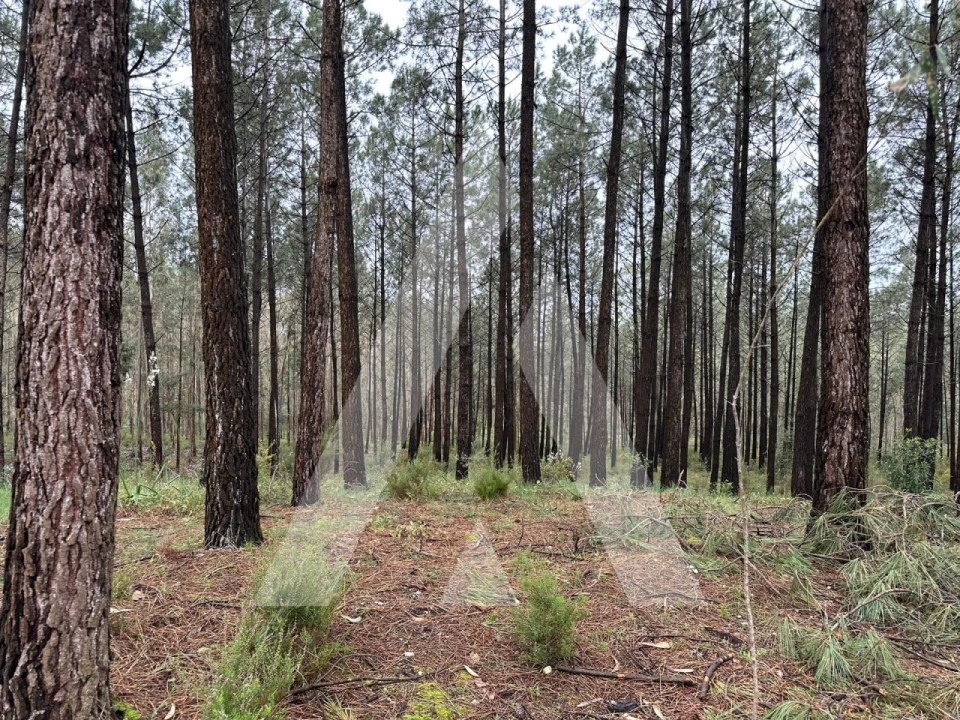 Terreno para Venda em Marrazes e Barosa Foto 2