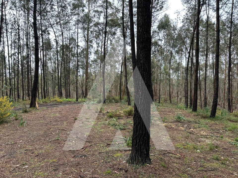 Terreno para Venda em Marrazes e Barosa Foto 3