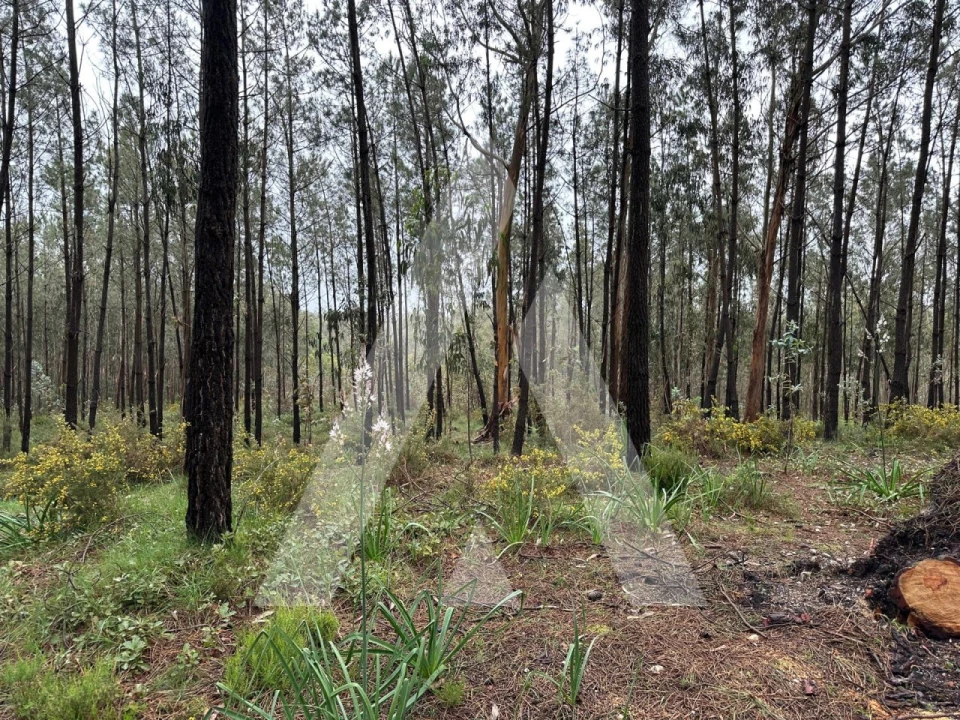 Terreno para Venda em Marrazes e Barosa Foto 5