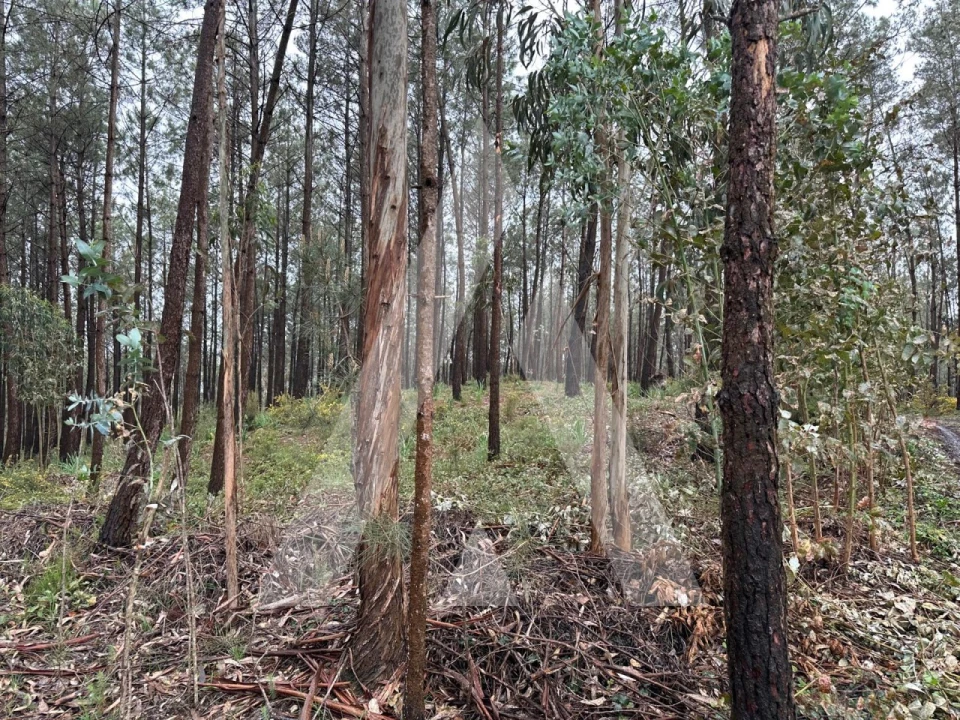 Terreno para Venda em Marrazes e Barosa Foto 6