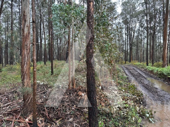 Terreno para Venda em Marrazes e Barosa Foto 1
