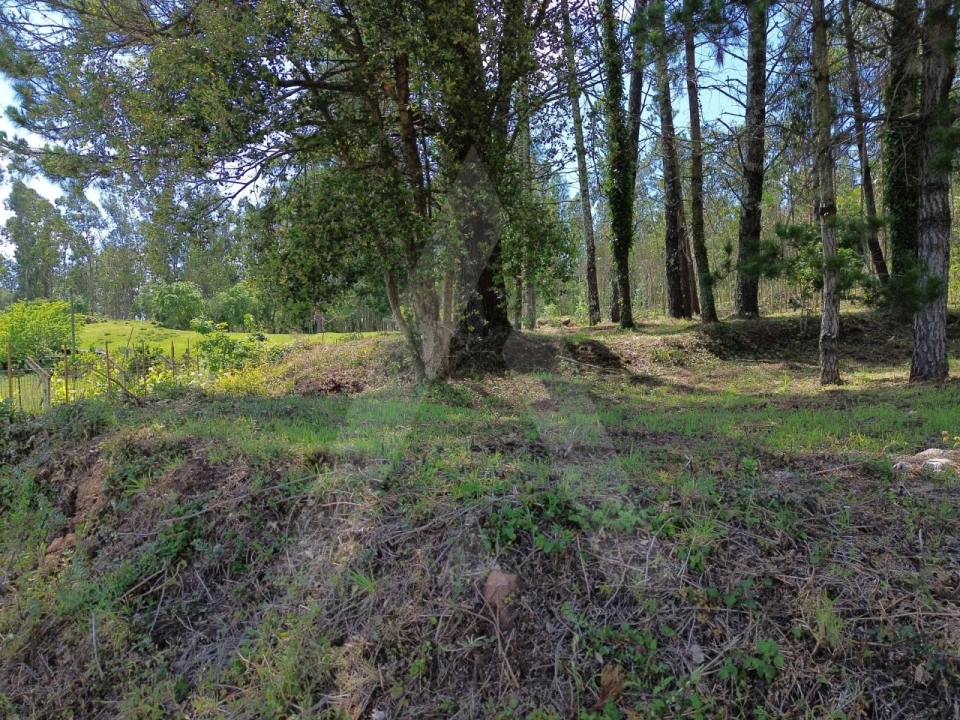 Terreno para Venda em Macinhata do Vouga Foto 14