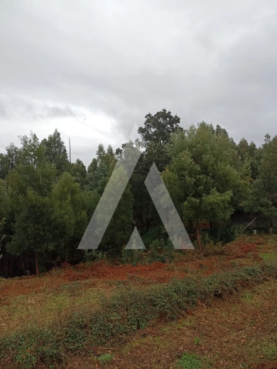 Terreno para Venda em Nogueira, Meixedo e Vilar de Murteda Foto 4