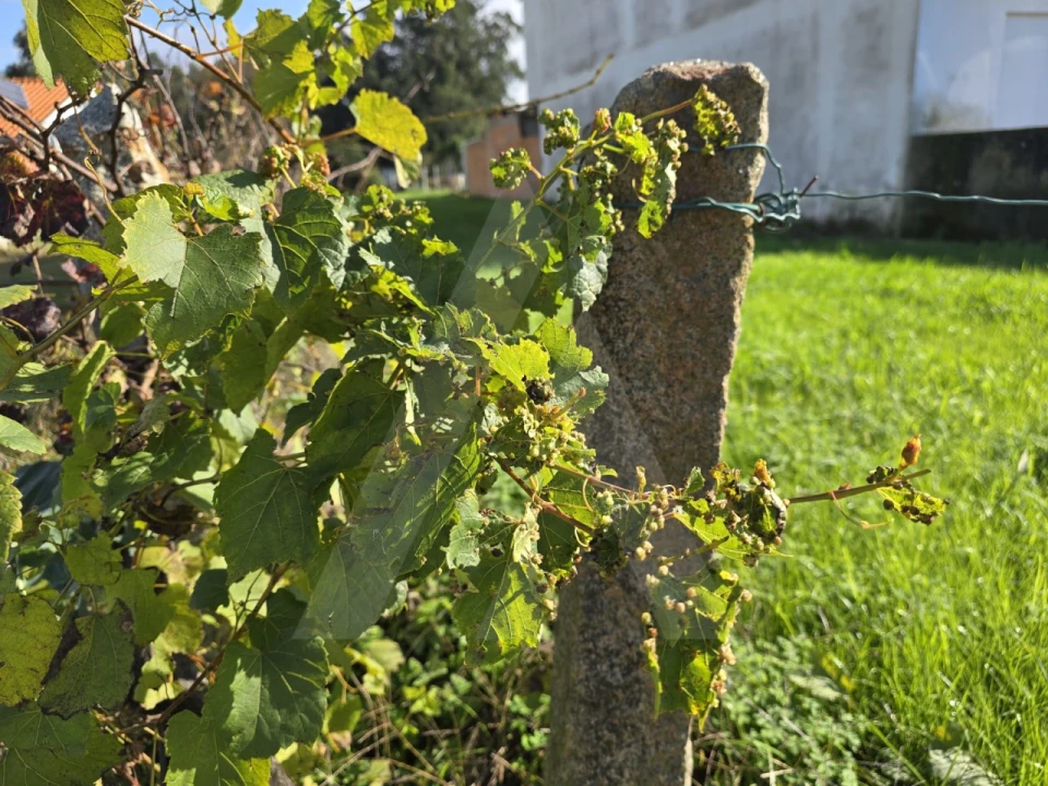 Terreno para Venda em Cacia Foto 8