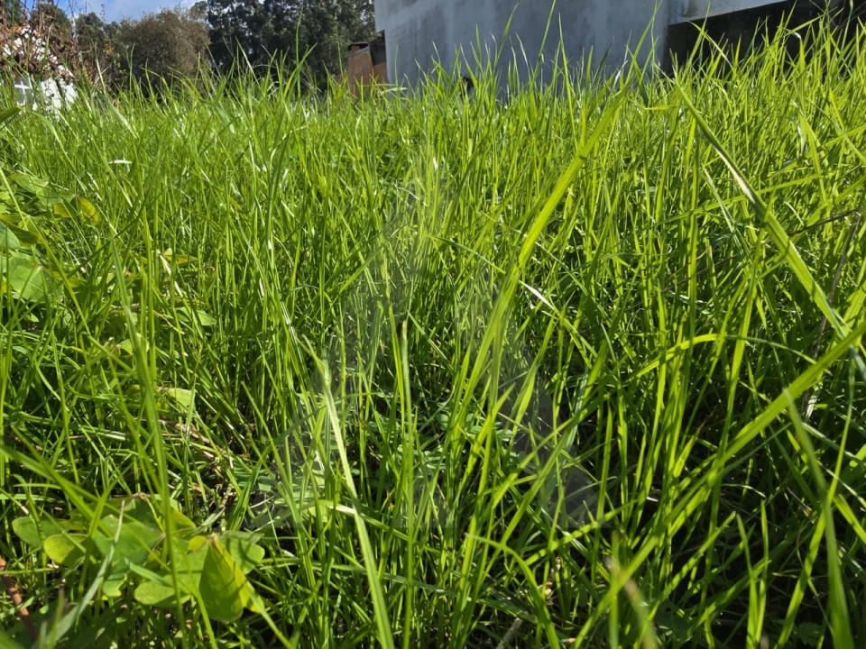 Terreno para Venda em Cacia Foto 10