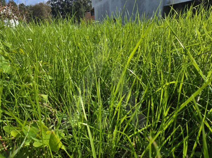 Terreno para Venda em Cacia Foto 10