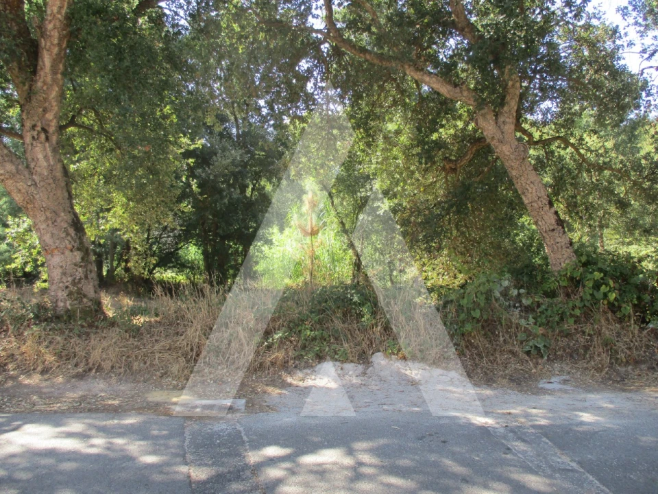 Terreno para Venda em Oiã Foto 4