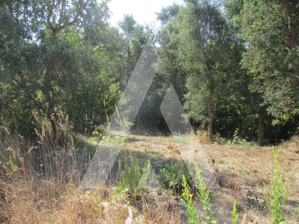 Terreno para Venda em Oiã Foto 5