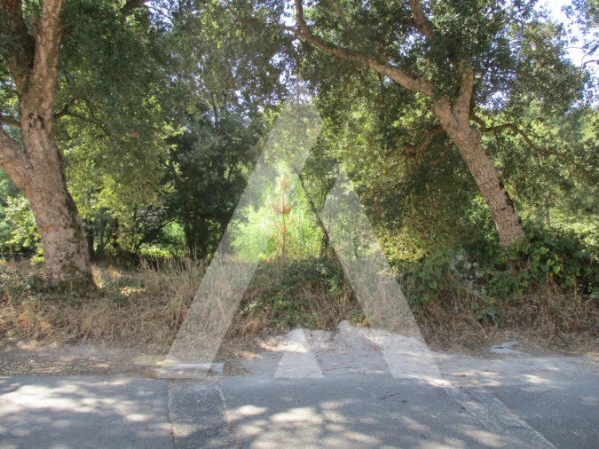 Terreno para Venda em Oiã Foto 4