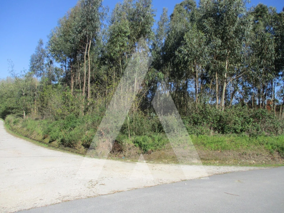 Terreno para Venda em Bustos, Troviscal e Mamarrosa Foto 1