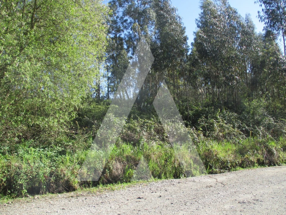 Terreno para Venda em Bustos, Troviscal e Mamarrosa Foto 6