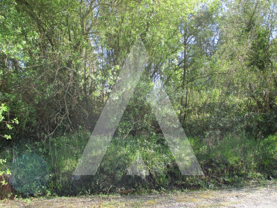 Terreno para Venda em Bustos, Troviscal e Mamarrosa Foto 7