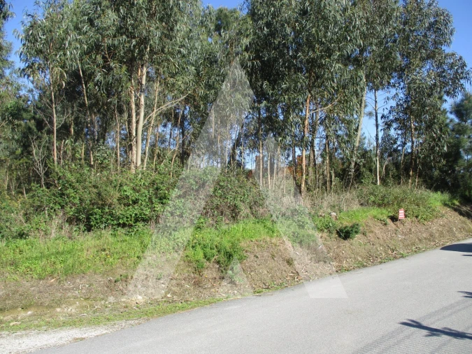 Terreno para Venda em Bustos, Troviscal e Mamarrosa Foto 3