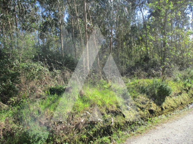 Terreno para Venda em Bustos, Troviscal e Mamarrosa Foto 8