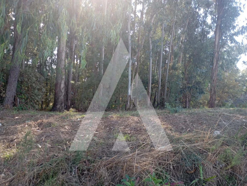 Terreno para Venda em Bustelo Foto 1