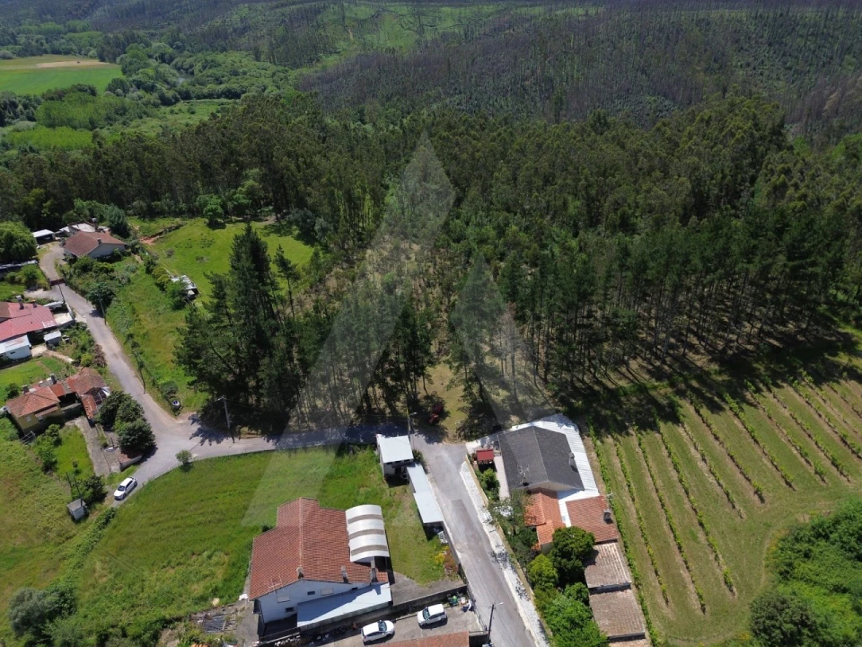 Terreno para Venda em Macinhata do Vouga Foto 13