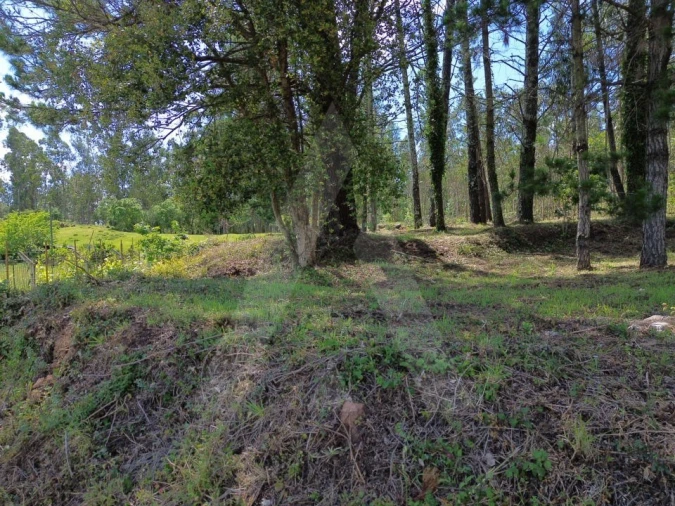 Terreno para Venda em Macinhata do Vouga Foto 8
