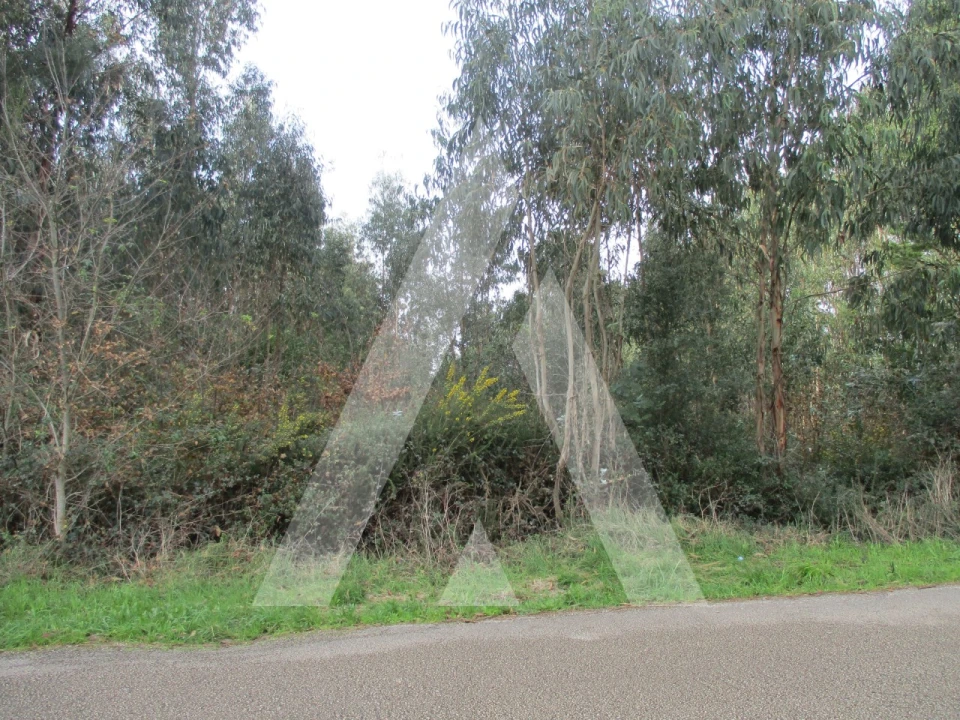 Terreno para Venda em Avelãs de Caminho Foto 5