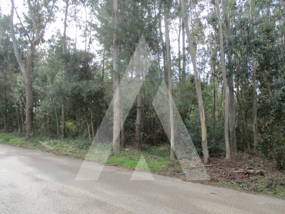 Terreno para Venda em Avelãs de Caminho Foto 6