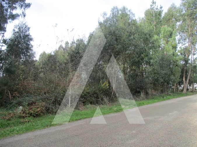 Terreno para Venda em Avelãs de Caminho Foto 4