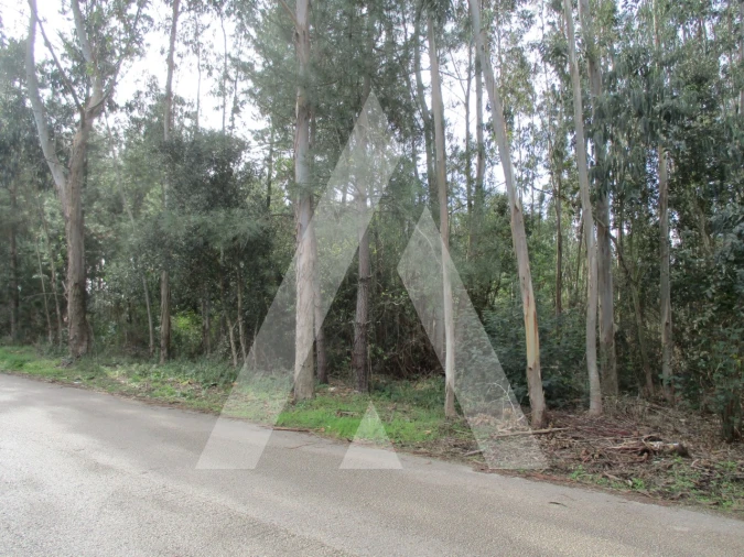 Terreno para Venda em Avelãs de Caminho Foto 6