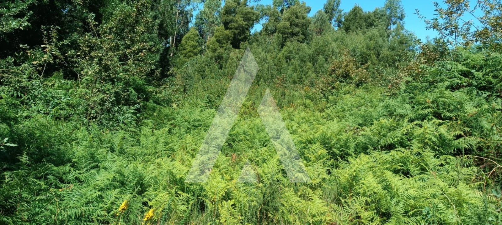 Terreno para Venda em Pedroso e Seixezelo Foto 3