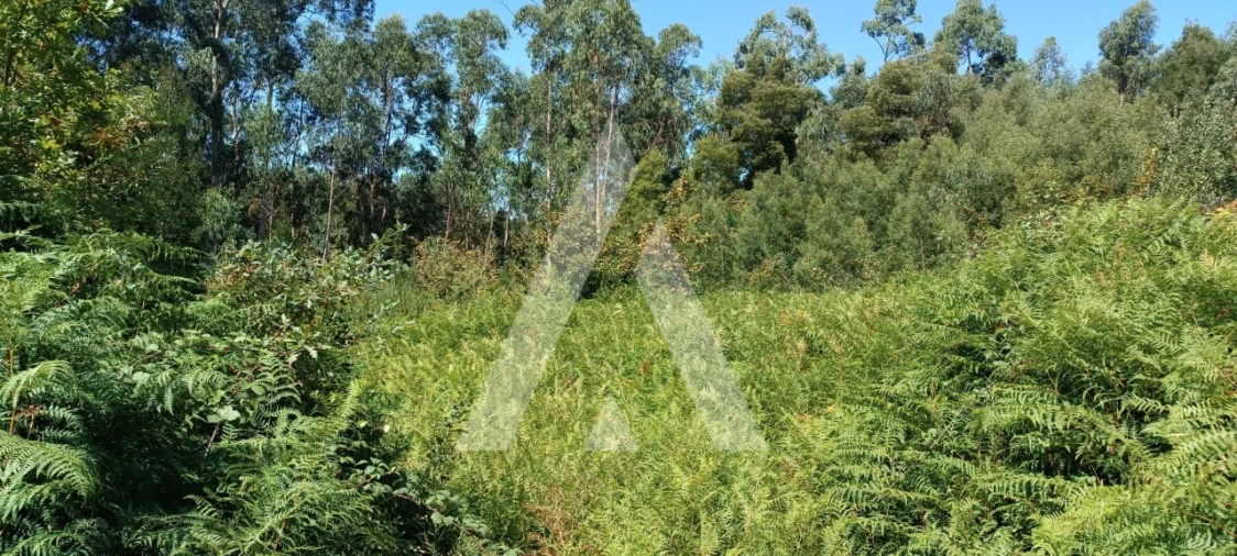 Terreno para Venda em Pedroso e Seixezelo Foto 7