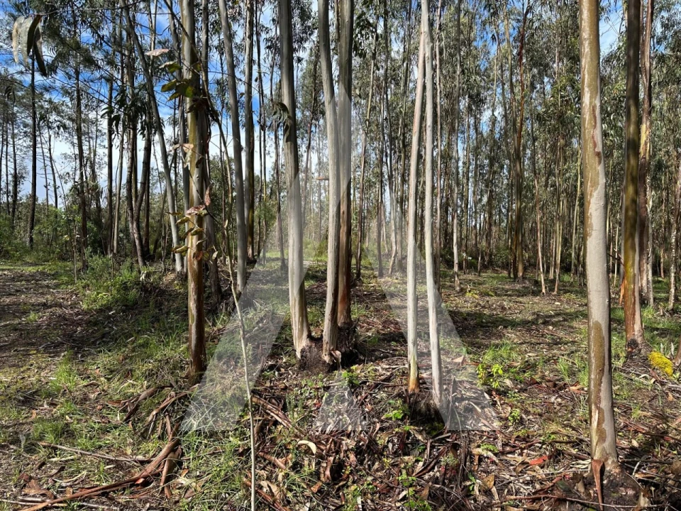 Terreno para Venda em Marrazes e Barosa Foto 5