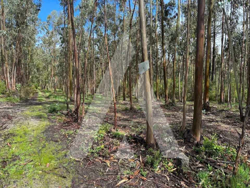 Terreno para Venda em Marrazes e Barosa Foto 7