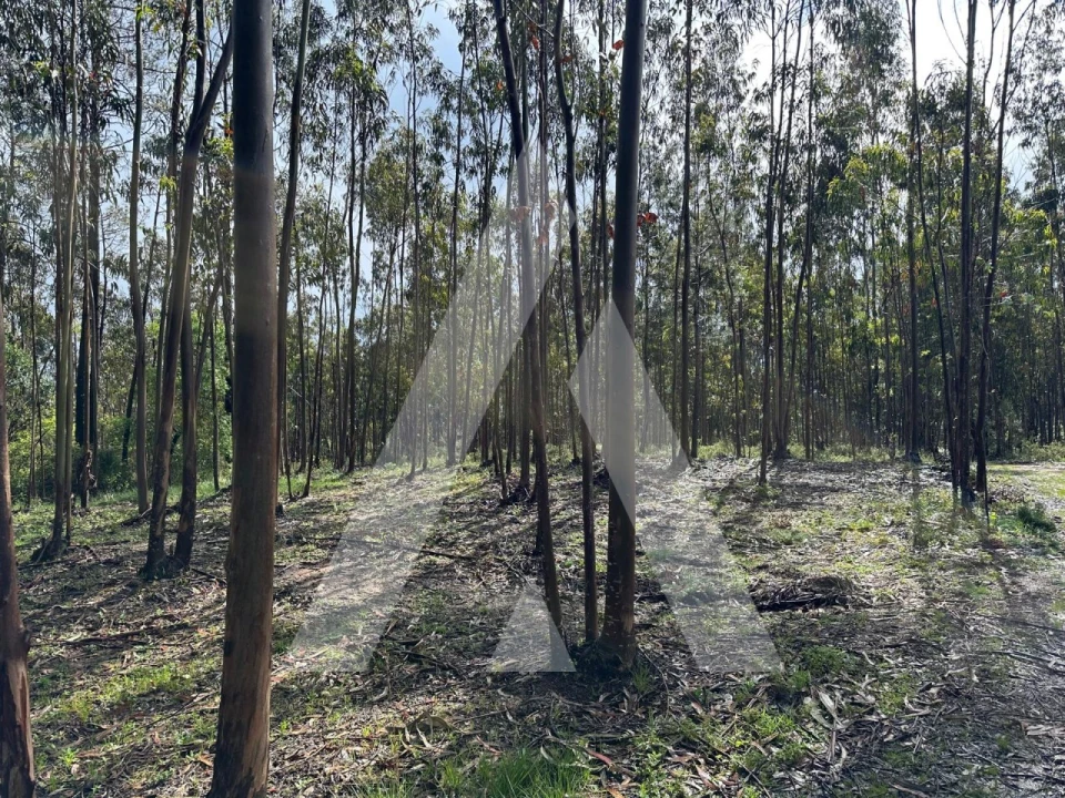 Terreno para Venda em Marrazes e Barosa Foto 8