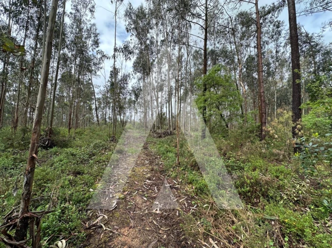 Terreno para Venda em Marrazes e Barosa Foto 1